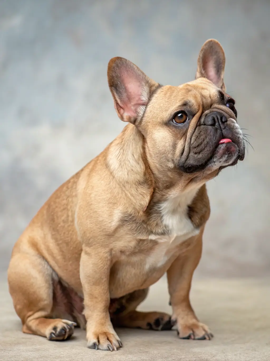 A French Bulldog struggling to breathe during exercise, emphasizing the need for awareness of respiratory issues.
